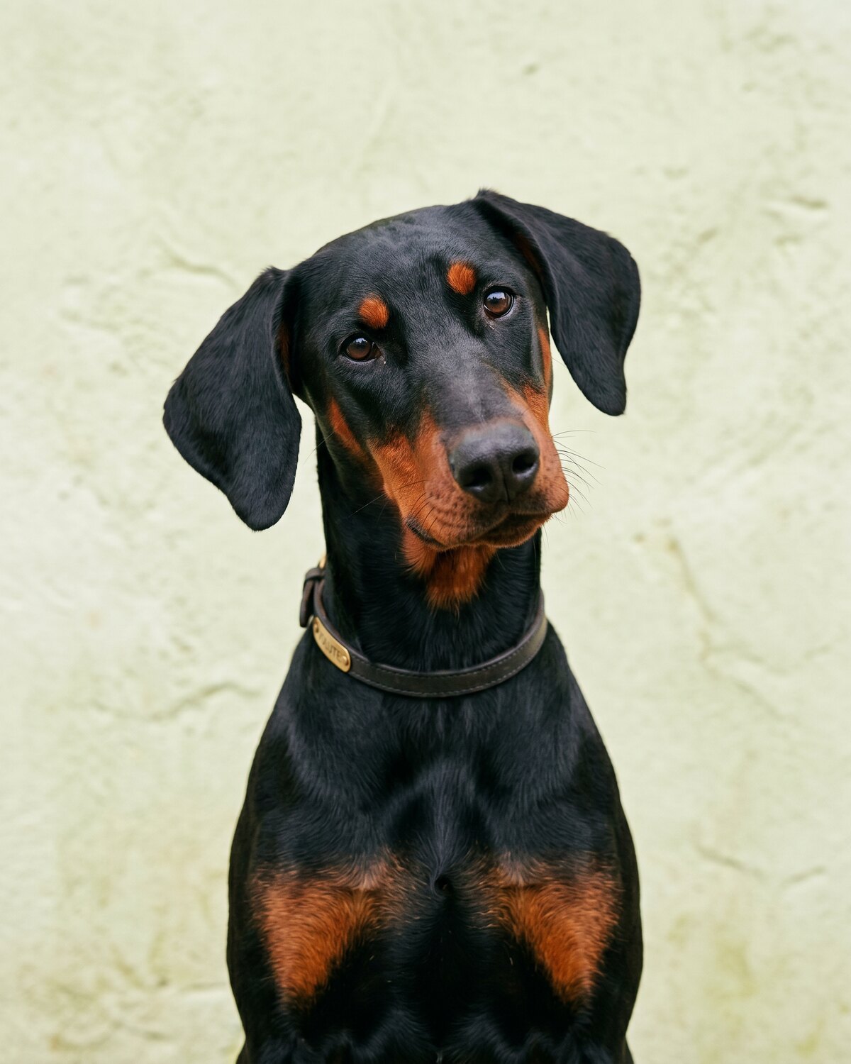 Un petit chien à poil bouclé assis sur un carrelage clair près d'une porte-fenêtre, panier et gamelle d'eau visibles en arrière-plan, lum...