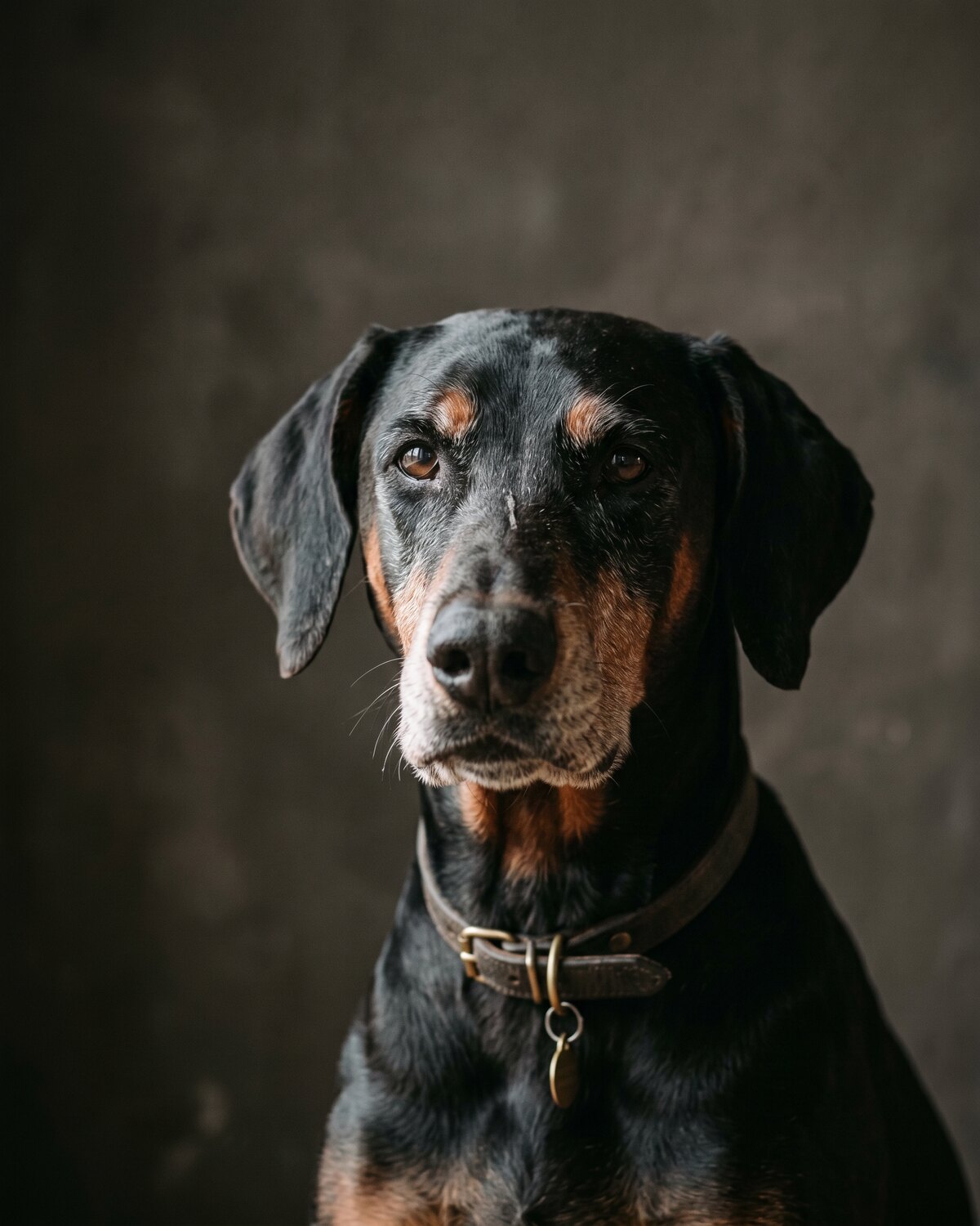 Dans une cour d'élevage en fin de matinée, un chiot debout sur un sol en béton clair, de profil, la lumière rasante venant de la gauche, ...