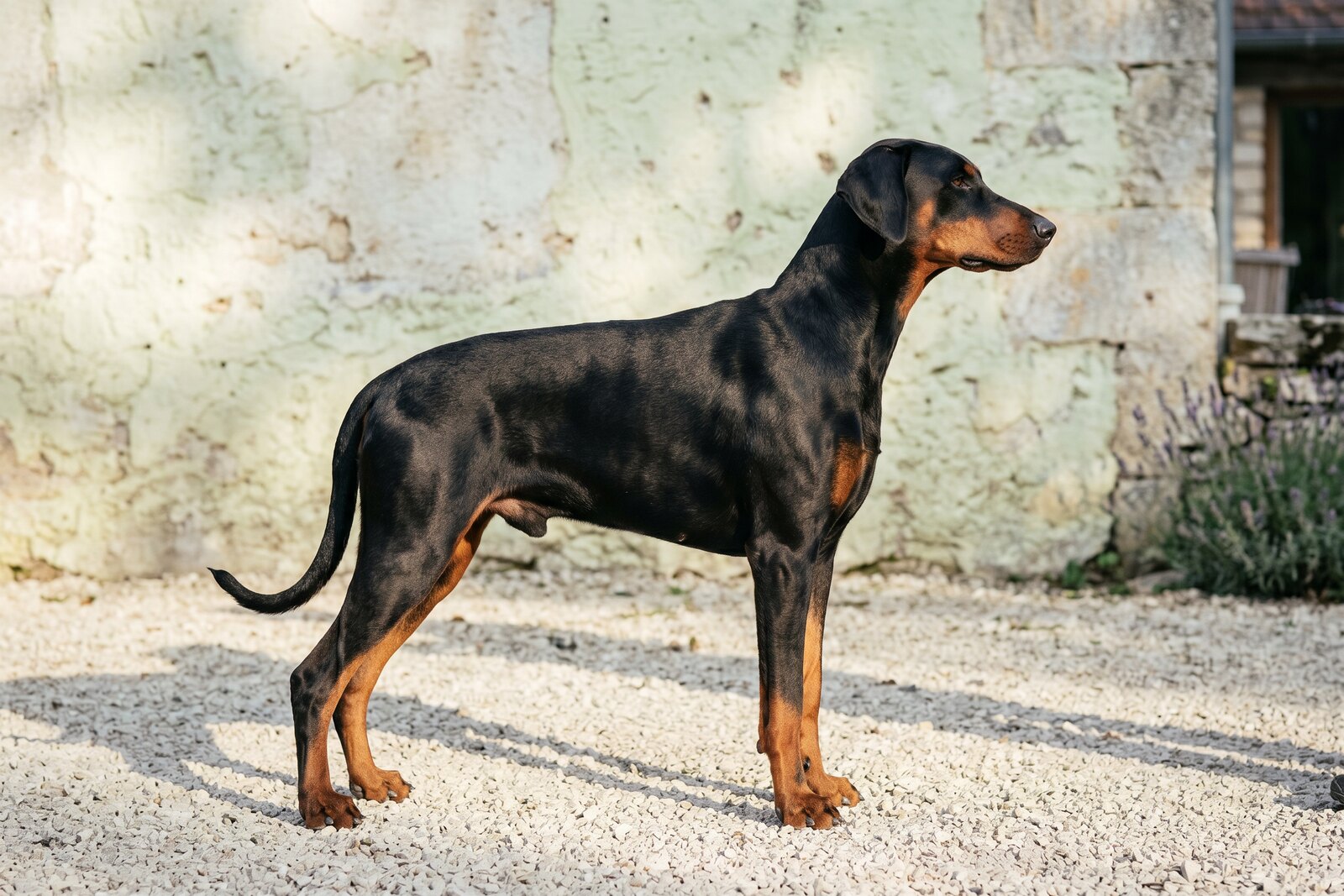Un coussin de chien déhoussable posé sur un carrelage clair près d'une porte-fenêtre, housse retirée sur le côté et mousse à mémoire de f...