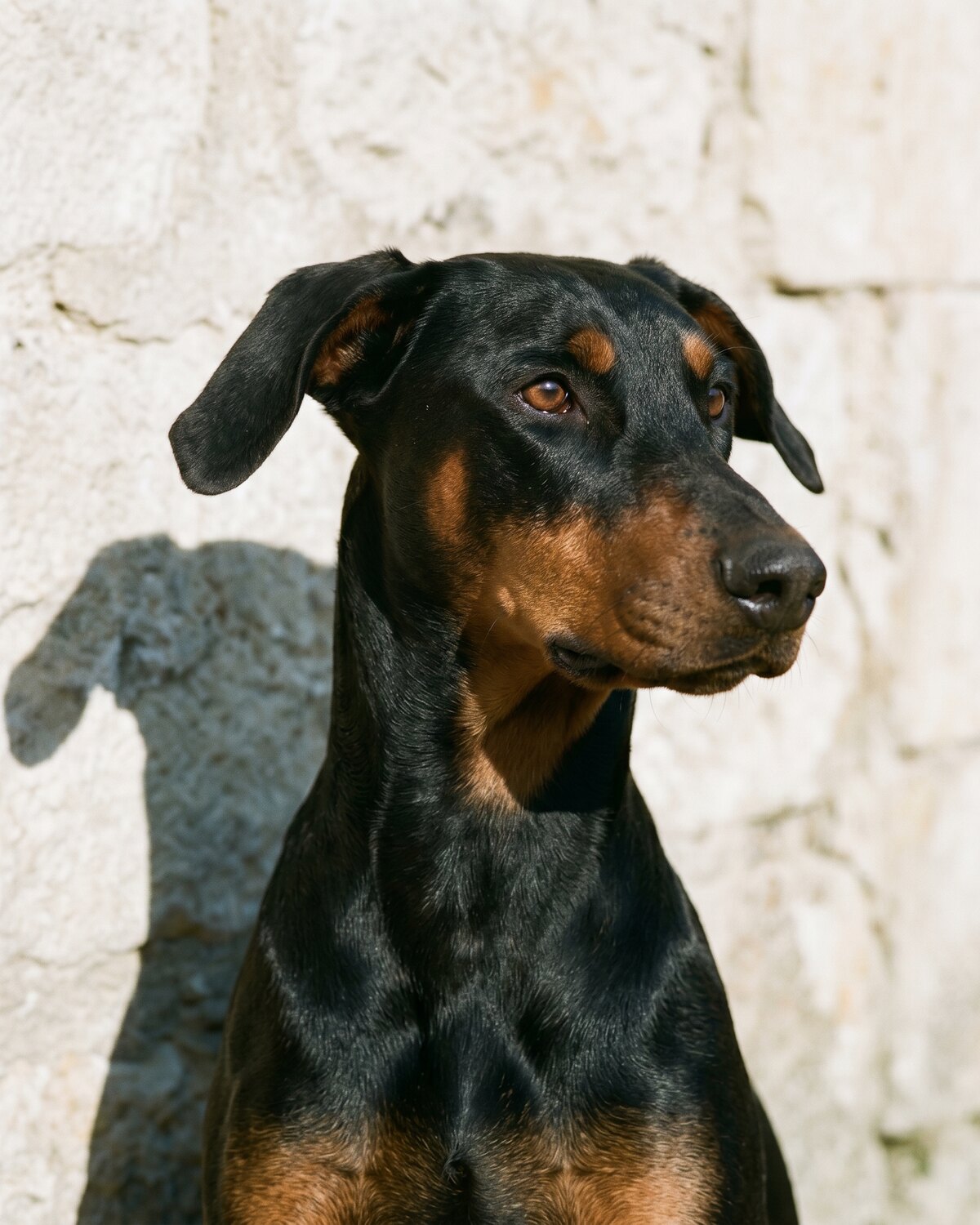 Trame — portrait, tête haute